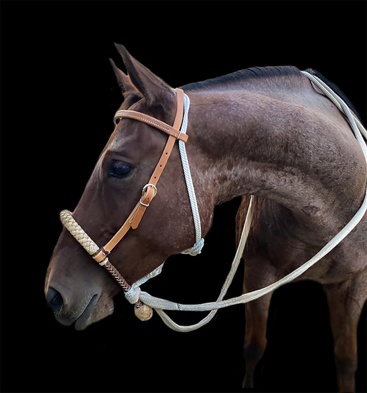 Heavy Duty Western Horse Breaking Training Hackamore - M - Royal Saddles - Western Headstall/Bosal